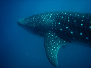 Whaleshark2